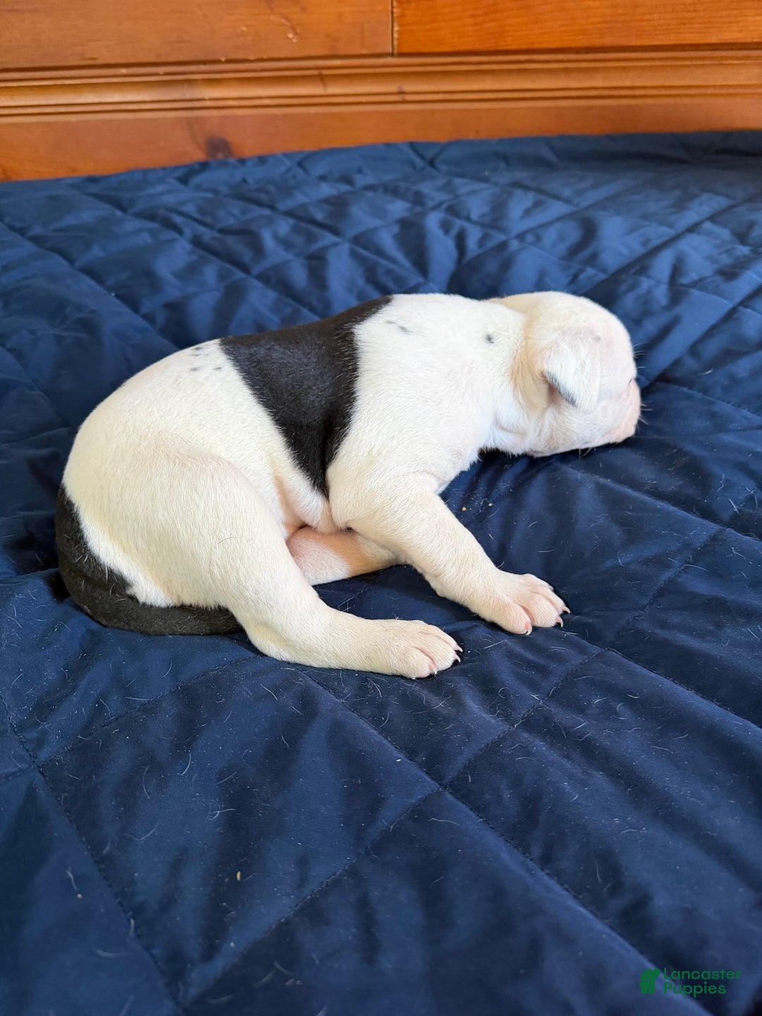 American Bulldog dogs for sale: Bella - Ad 5