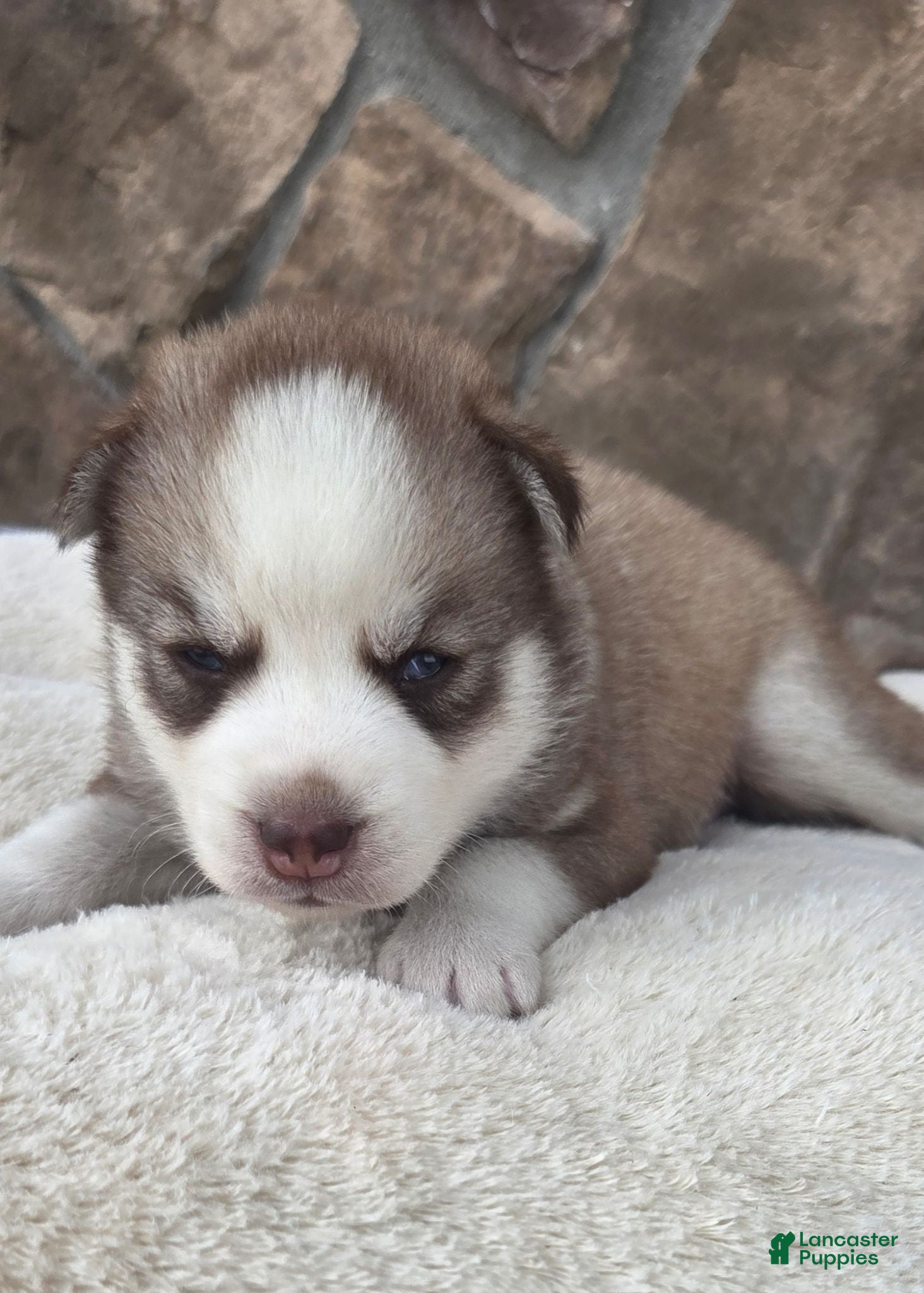 Siberian Husky dogs Gus - Ad 1