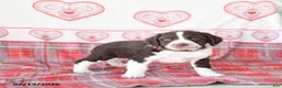 English Springer Spaniel dogs for sale: Dunkin - Ad 1