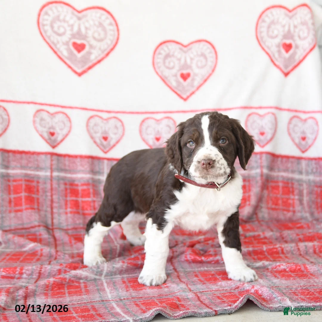 English Springer Spaniel dogs for sale: Dunkin - Ad 1