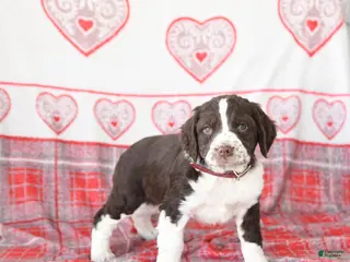 English Springer Spaniel dogs Dunkin - Ad 9