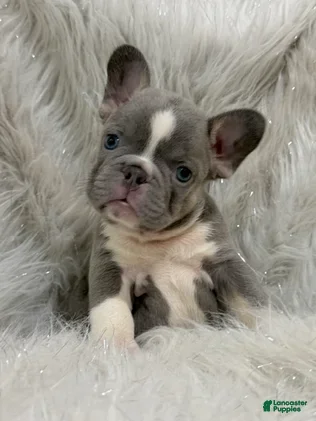 French Bulldog dogs French Bulldog 2 - Ad 1