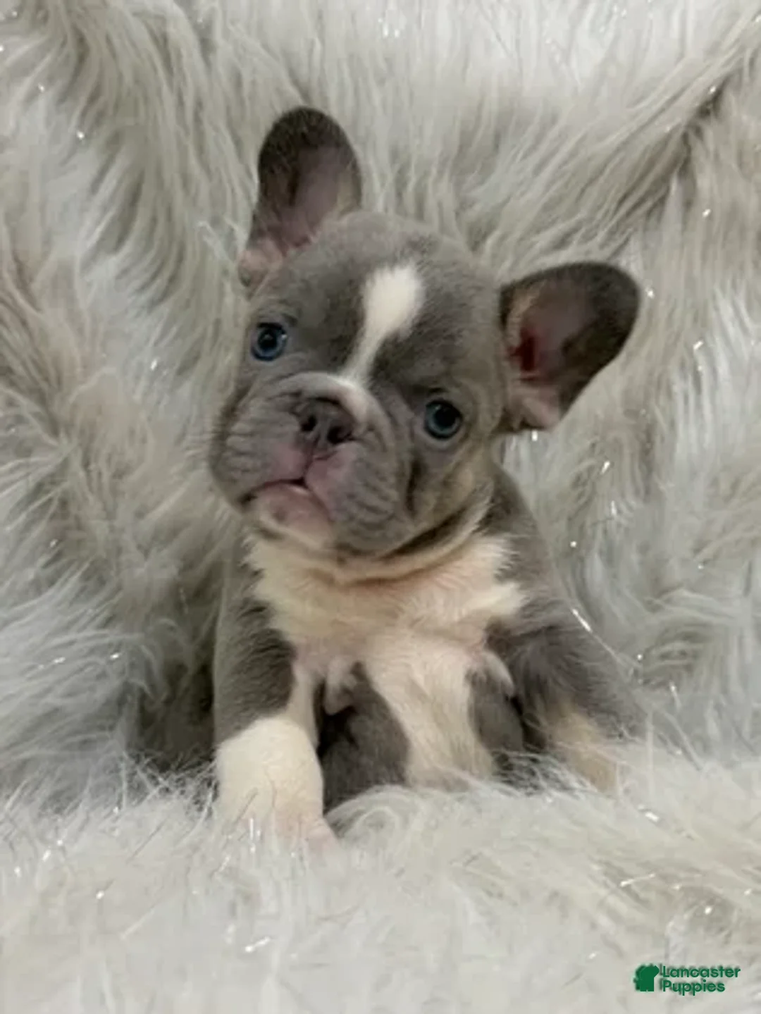 French Bulldog dogs for sale: French Bulldog 2 - Ad 1