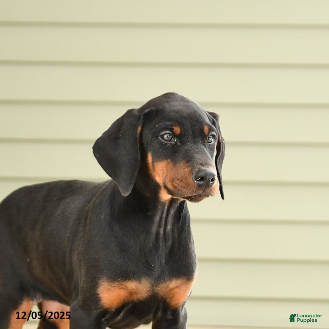 Doberman Pinscher dogs for sale: Harmony - Ad 5