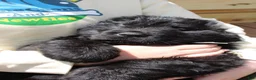 Newfoundland dogs for sale: Mantis - Ad 3