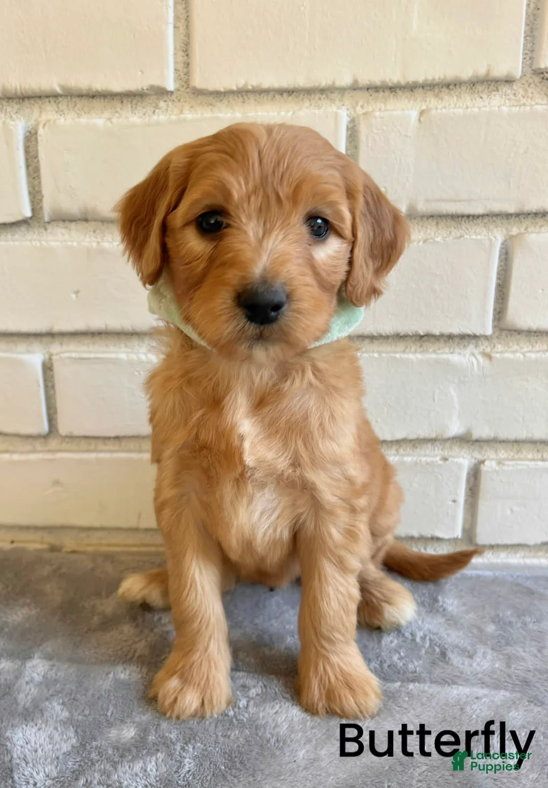 Gallery Image {{count}}