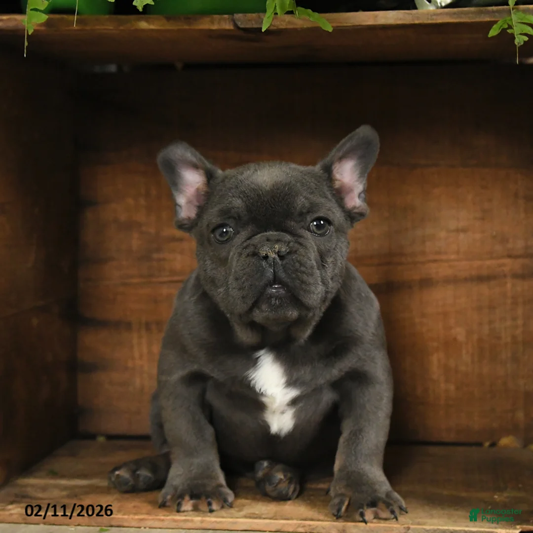 French Bulldog dogs for sale: Texas - Ad 2