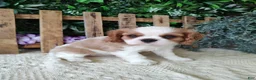 Cavalier King Charles Spaniel dogs for sale: Brittany  - Ad 9