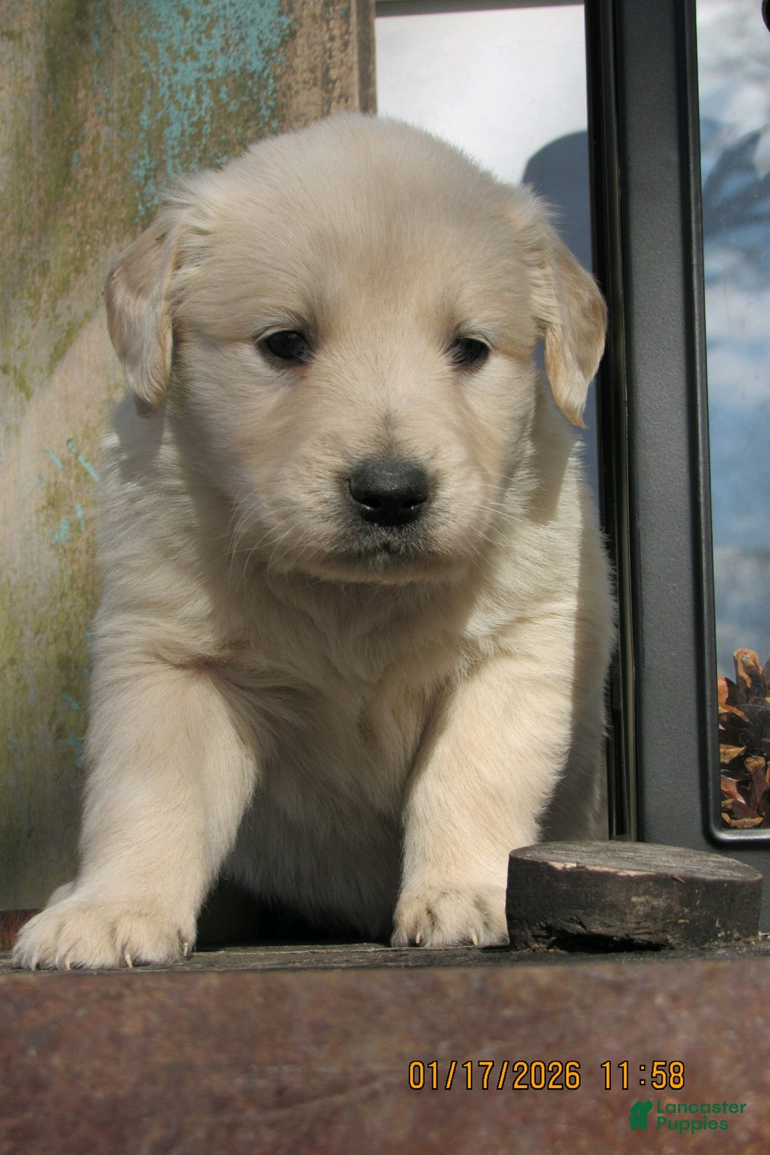 Golden Retriever dogs for sale: Golden Retriever Puppy 3 Lacy - Ad 4
