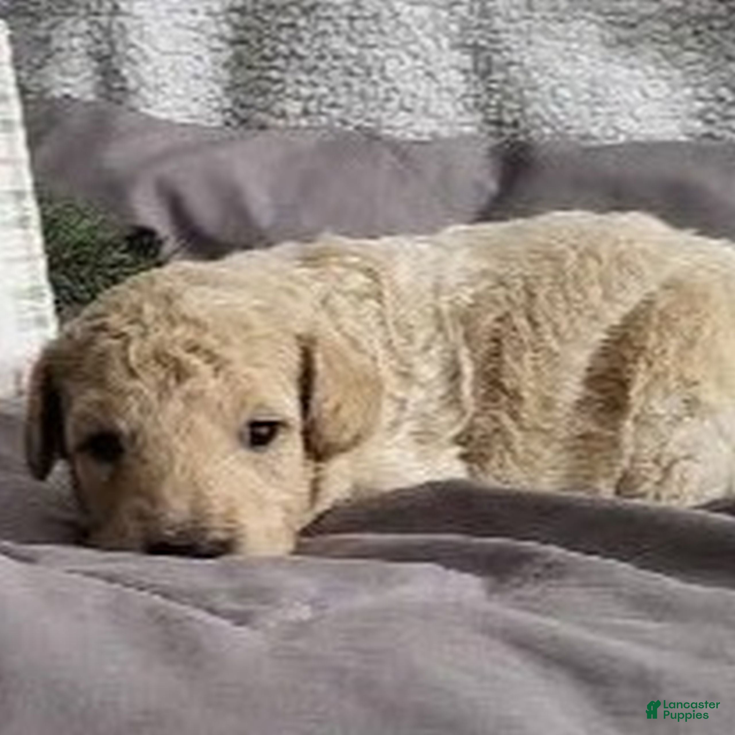 Bichpoo dogs Russel  - Ad 40