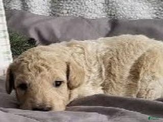 Bichpoo dogs Russel - Ad 35