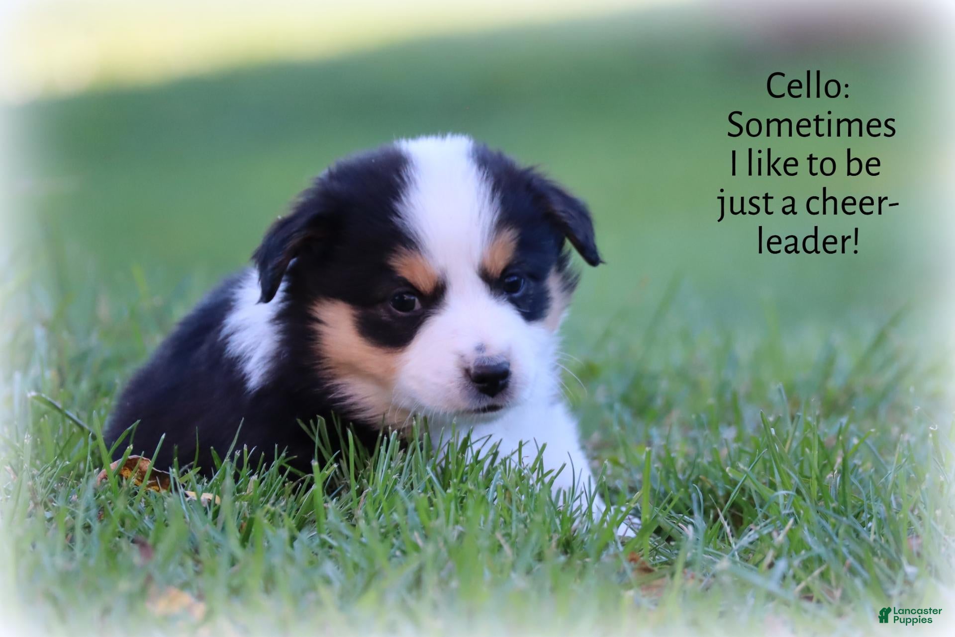 Miniature Australian Shepherd dogs for sale: Cello - Ad 2