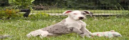 Great Dane dogs for sale: Patches Great Dane  - Ad 6