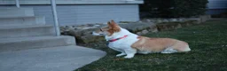Welsh Corgi Pembroke dogs for sale: Zoey - Ad 15