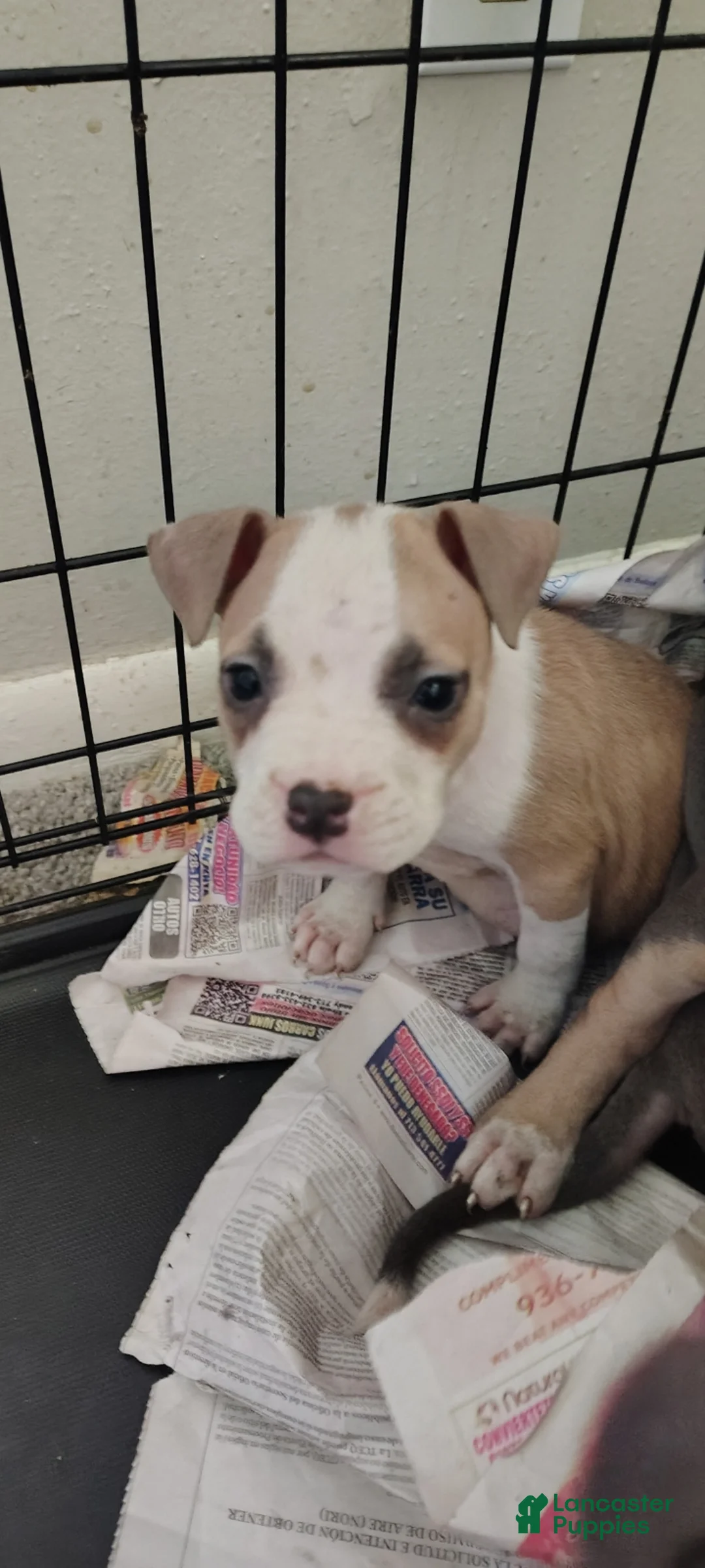 American Pit Bull Terrier dogs for sale: American Pit Bull Terrier Puppy 3 - Ad 2