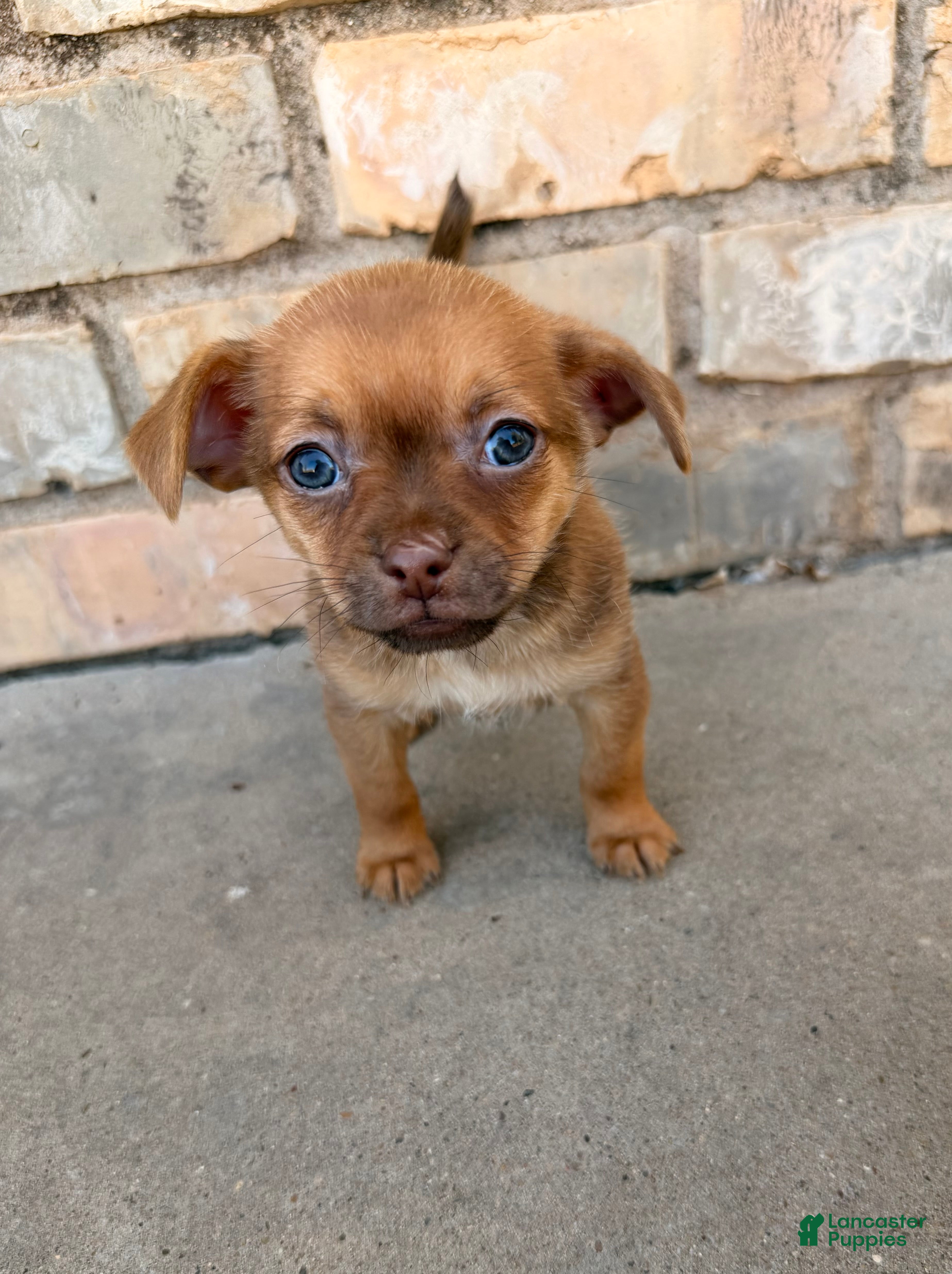 Mixed Breed dogs Chihuahua/Pomapoo - Ad 34