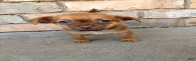 Chihuahua/Pomapoo