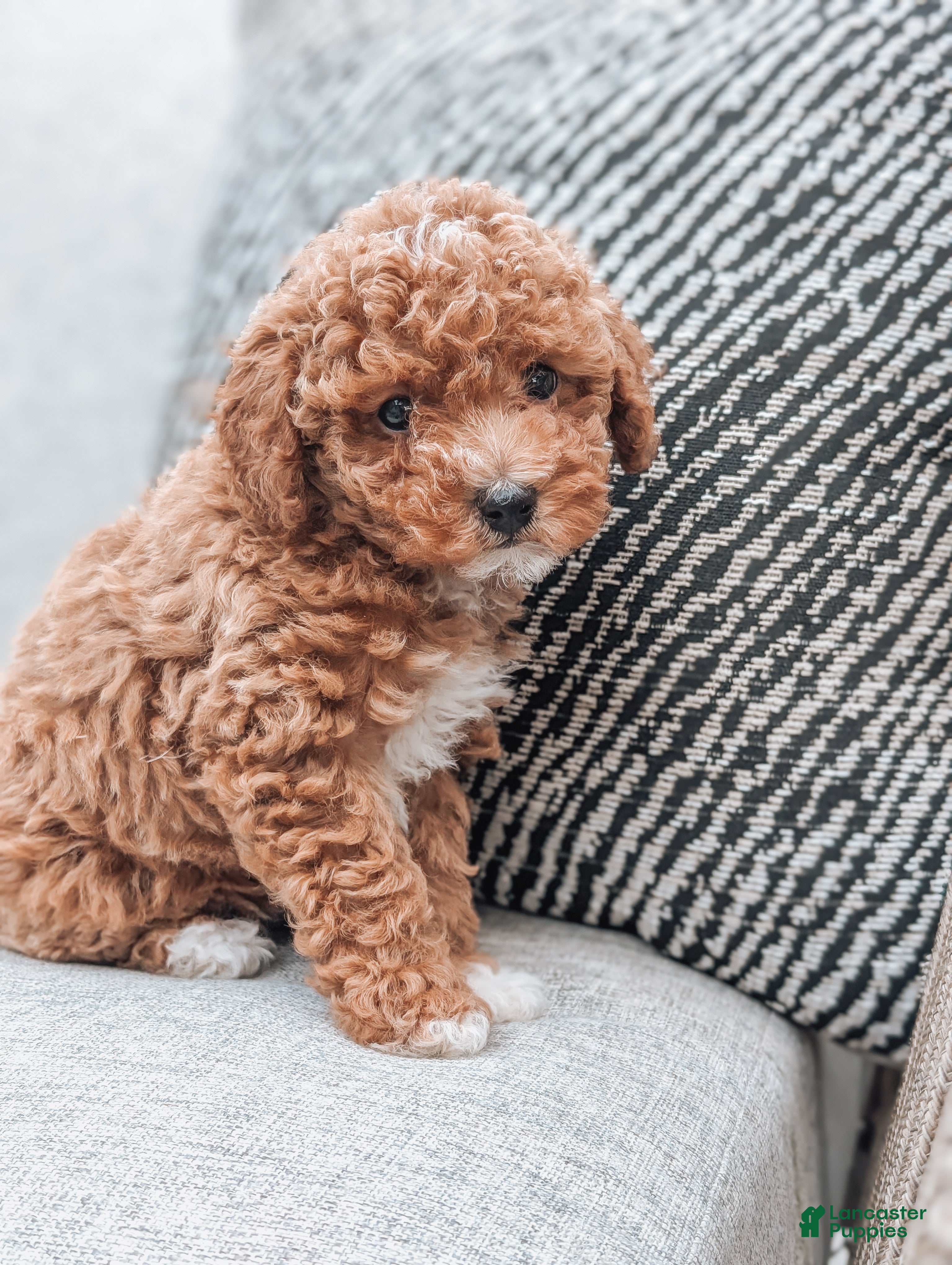 Miniature Poodle dogs Daisy - Ad 1