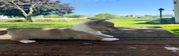 Welsh Corgi Pembroke dogs for sale: Lucy - Ad 1