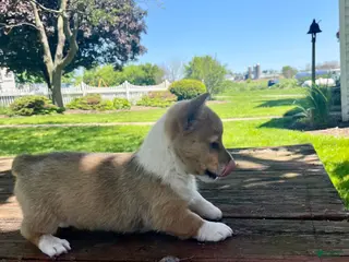 Welsh Corgi Pembroke dogs for sale: Lucy - Ad 4