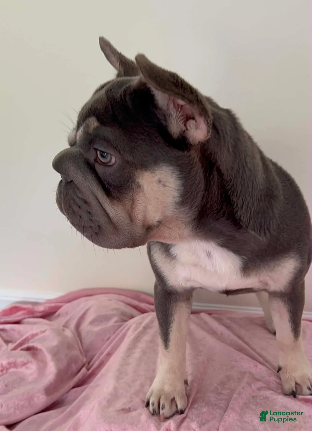 French Bulldog dogs for sale: French Bulldog Puppy Elsa Lilac Tan Big Rope Blue eyes 6 panel clear - Ad 2