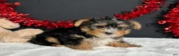 Yorkshire Terrier dogs for sale: Luke - Ad 5
