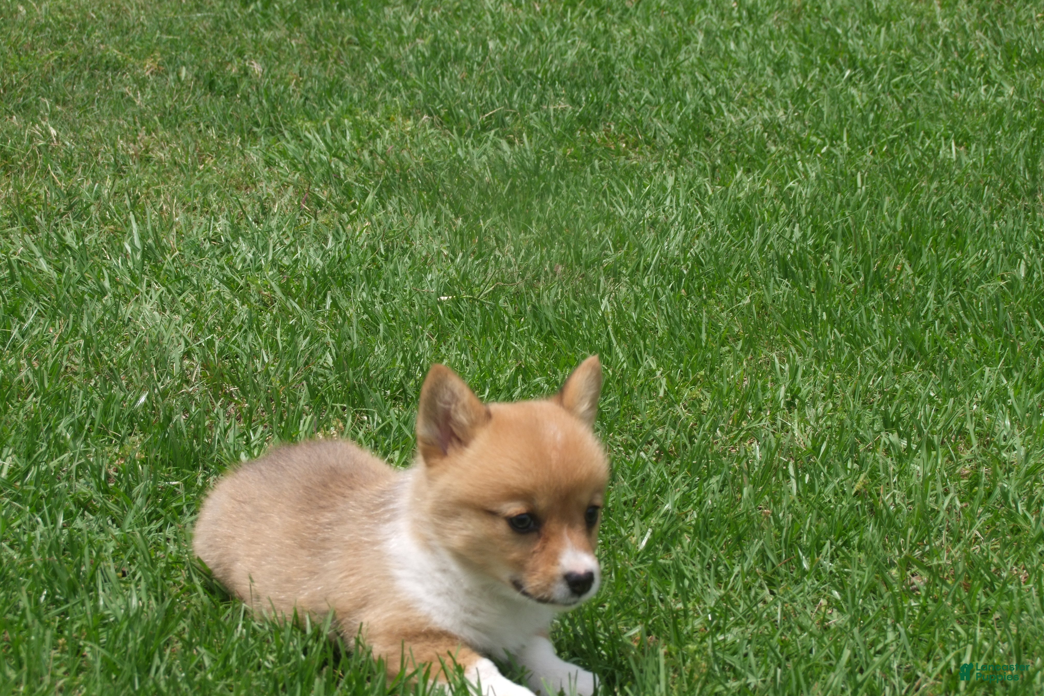 Welsh Corgi Pembroke dogs for sale: Welsh Corgi Pembroke Girl 2 - Ad 1