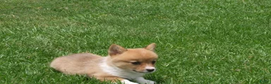 Welsh Corgi Pembroke Girl 2