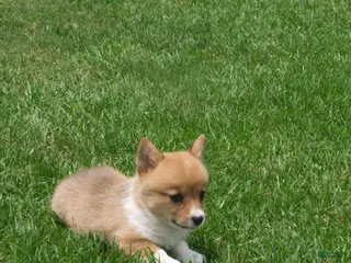Welsh Corgi Pembroke dogs for sale: Welsh Corgi Pembroke Girl 2 - Ad 1