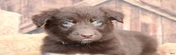 Australian Shepherd dogs for sale: Bear - Ad 6