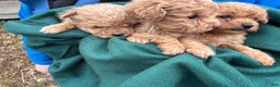 Toy Poodle dogs for sale: Tiny sasha - Ad 2