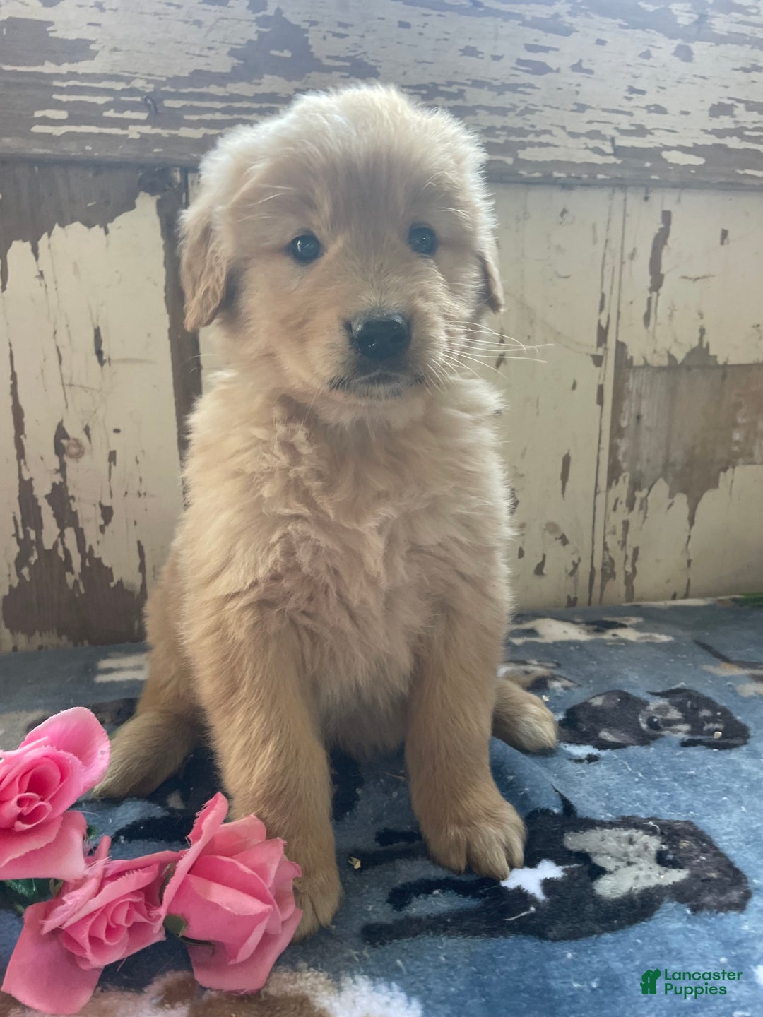 Mixed Breed dogs for sale: Forrest - Ad 3