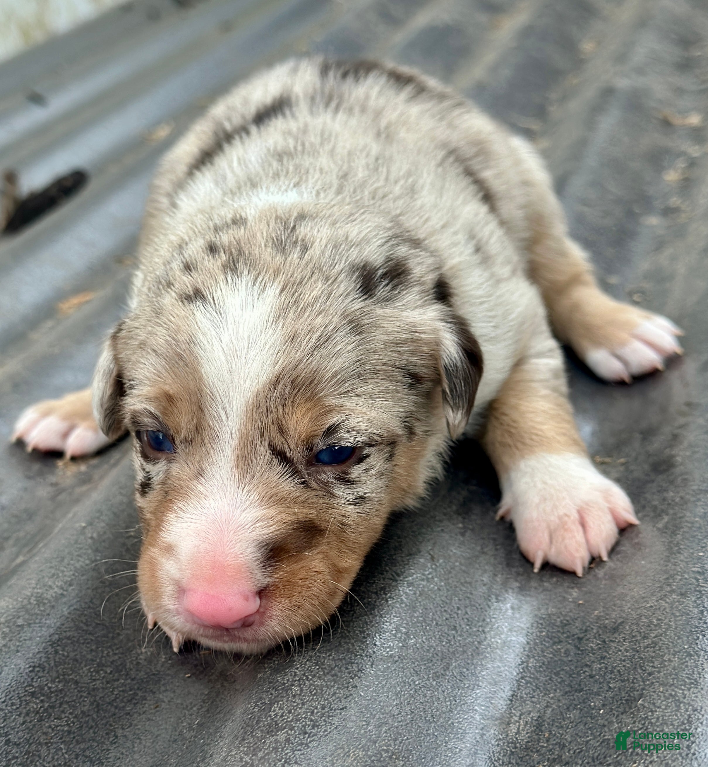 Mixed Breed dogs Kelpie/Border Collie Red Merle Puppy 1 - Ad 2
