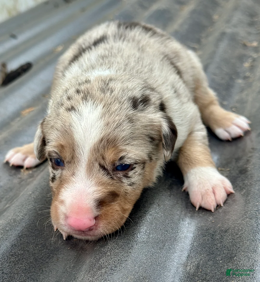 Mixed Breed dogs for sale: Kelpie/Border Collie Red Merle Puppy 1 - Ad 2