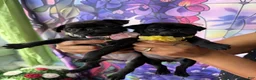 Pug dogs for sale: Pink collar - Ad 7
