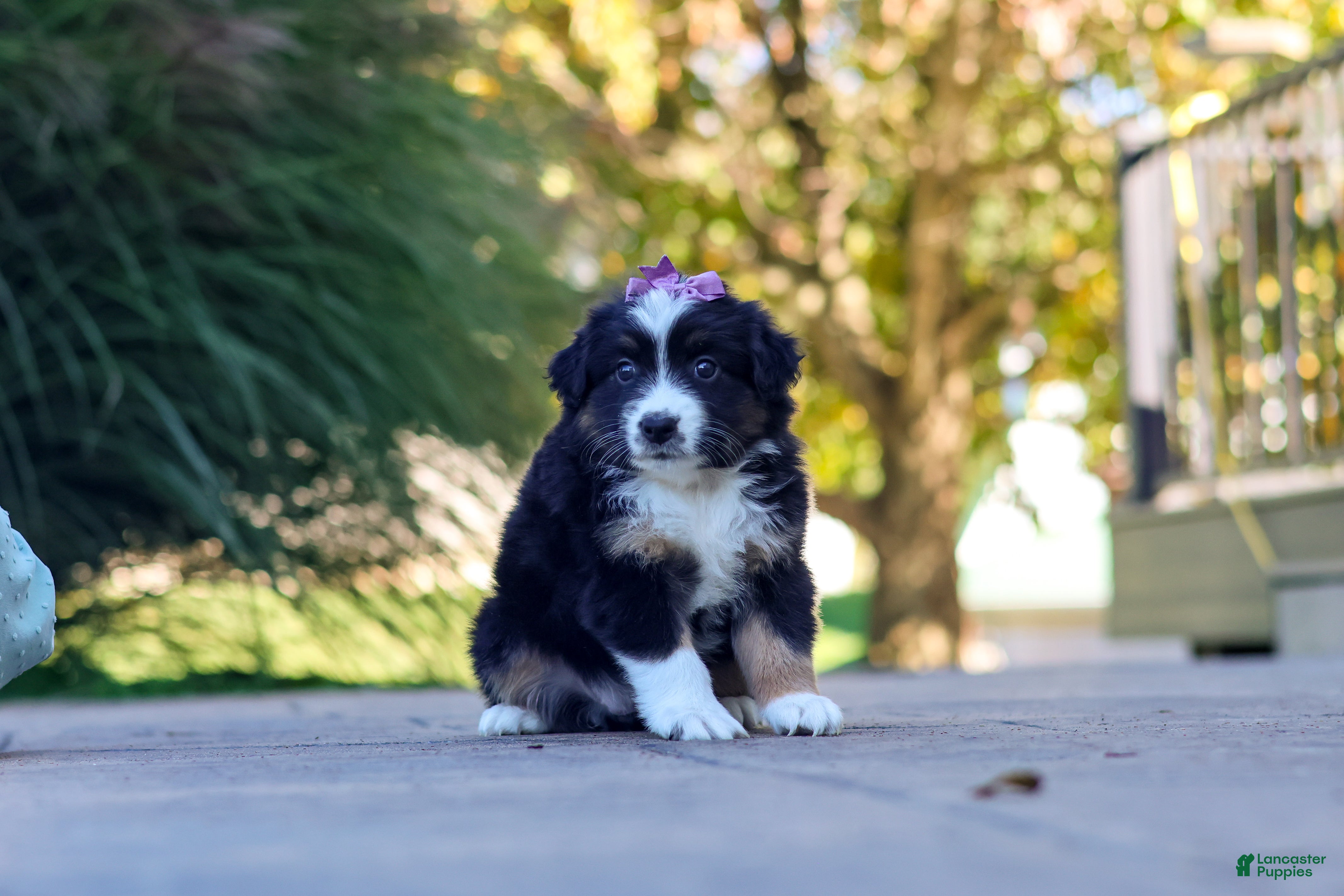 Miniature Australian Shepherd dogs for sale: Zuzu - Ad 1