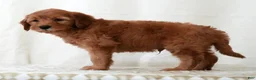 Mini Goldendoodle dogs for sale: Rio - Ad 5