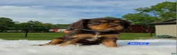 Cavalier King Charles Spaniel dogs for sale: Mocha - Ad 7