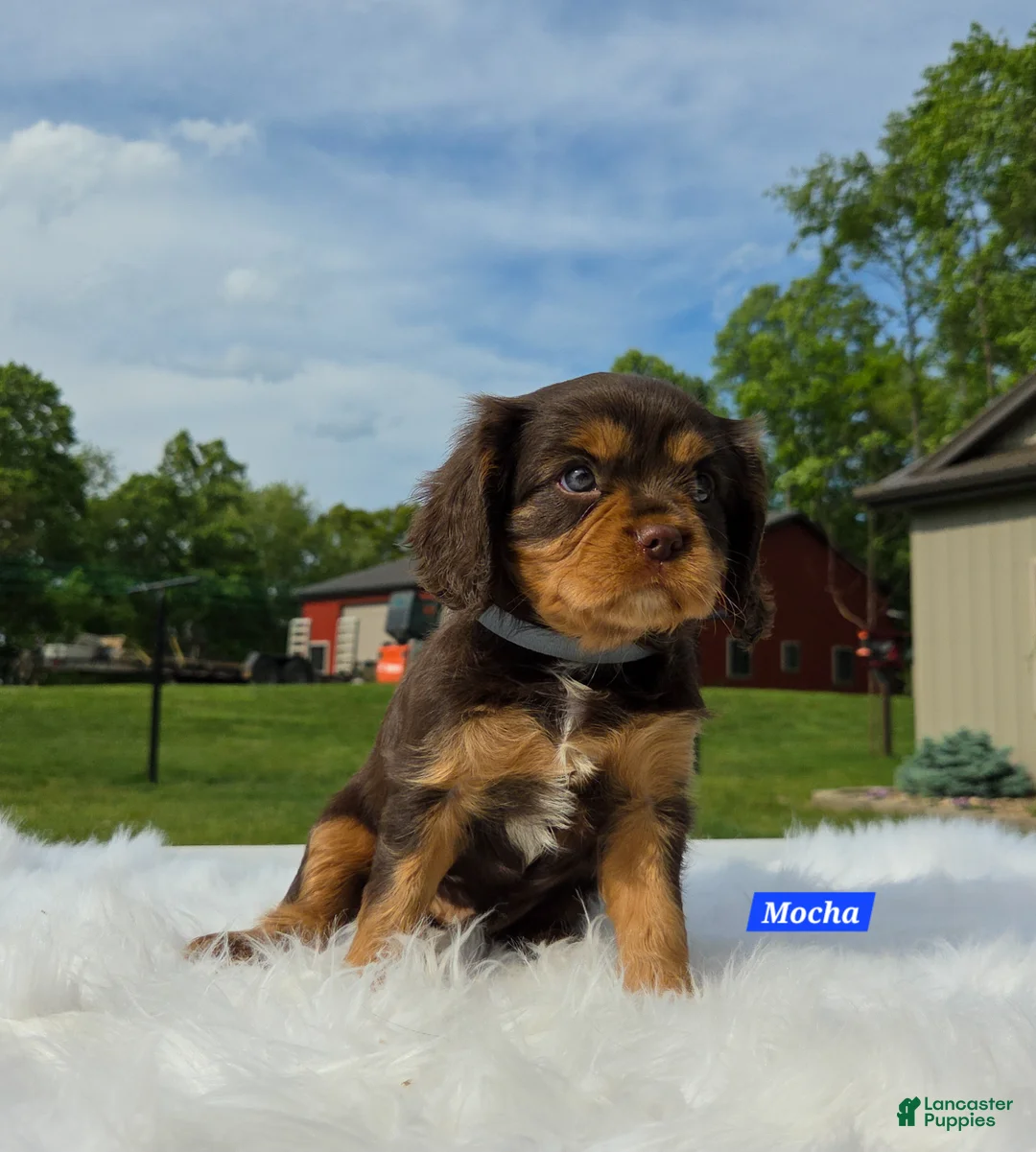 Cavalier King Charles Spaniel dogs for sale: Mocha - Ad 7
