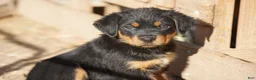 Rottweiler dogs for sale: Rottweiler litter of 5 puppies - Ad 30