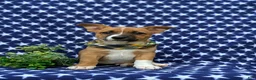 Mixed Breed dogs for sale: Derek - Ad 2