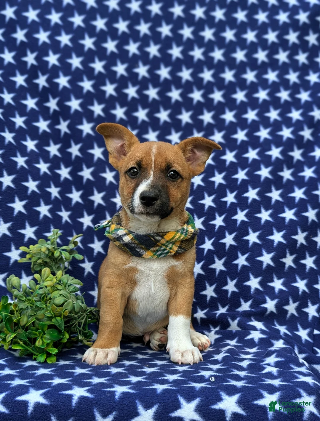 Mixed Breed dogs for sale: Derek - Ad 2