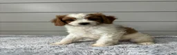 Cavapoo dogs for sale: Teddy  - Ad 4
