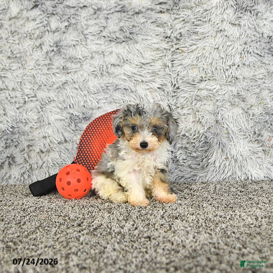 Toy Poodle dogs Autumn   EXTRA SMALL - Ad 1