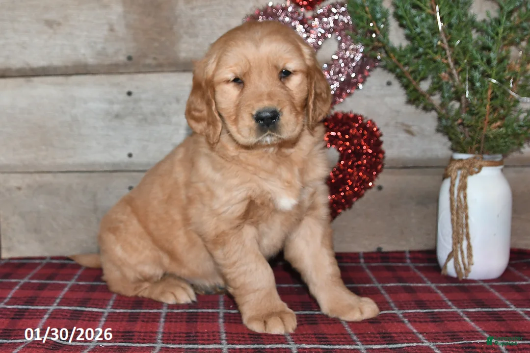 Golden Retriever dogs for sale: Annie - Ad 4