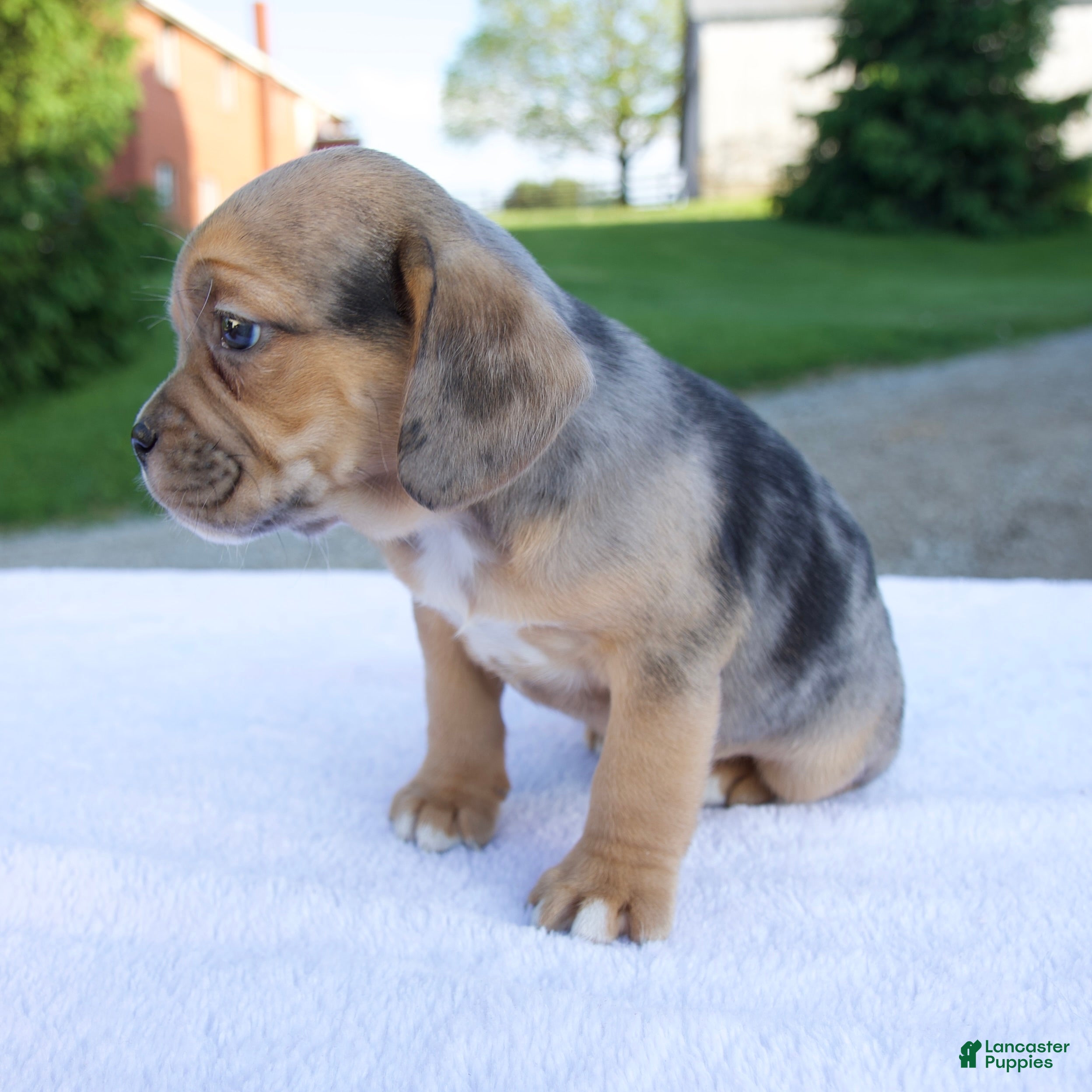 Beabull dogs Ky - Ad 2