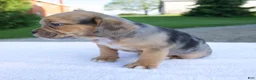 Beabull dogs for sale: Ky - Ad 2