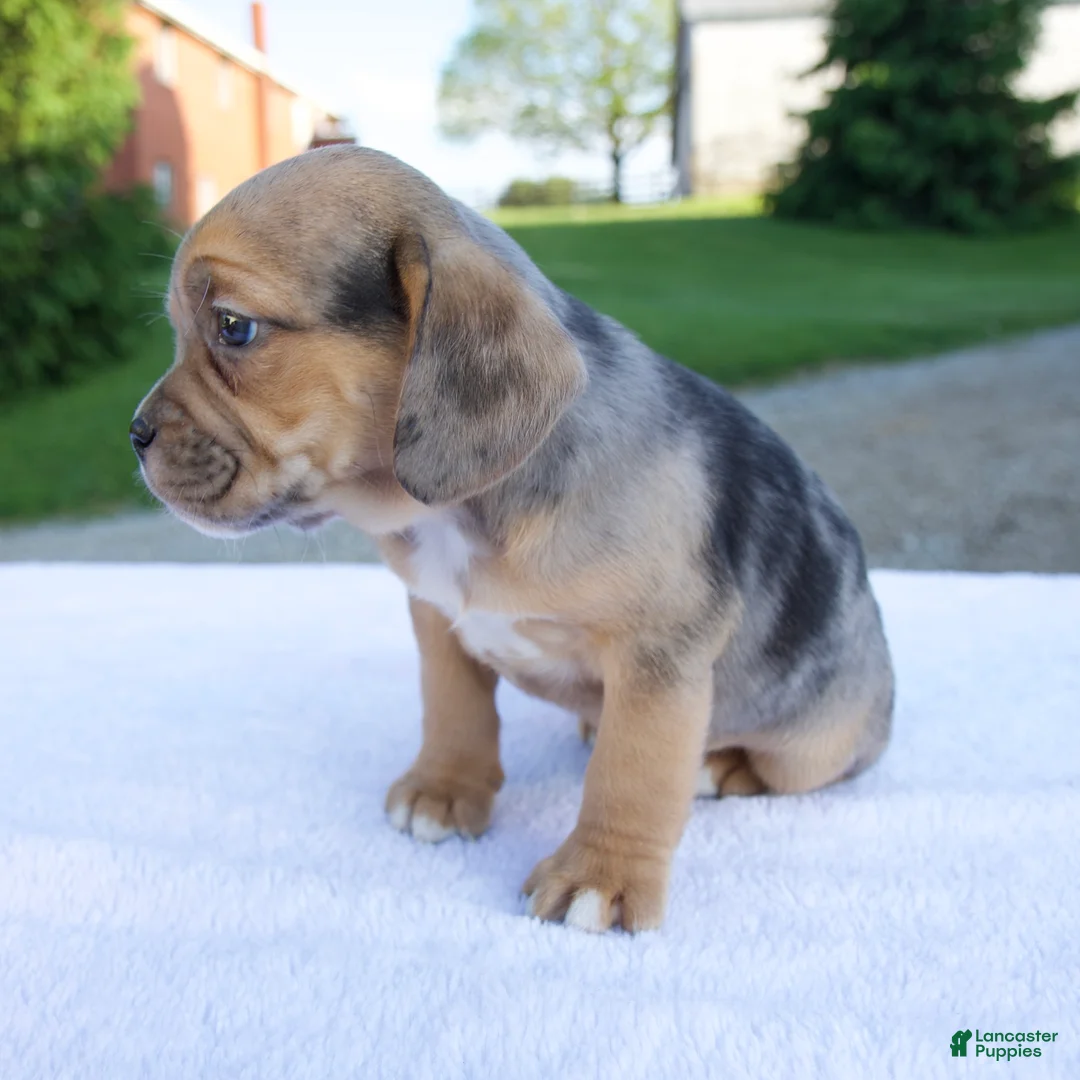 Beabull dogs for sale: Ky - Ad 2