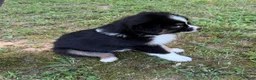Australian Shepherd dogs for sale: Australian Shepherd Junior - Ad 3