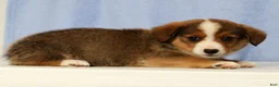 Mixed Breed dogs for sale: Dimple - Ad 5